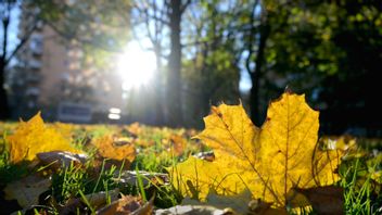 Höstlöv i en park med lågt stående sol mellan bostadshusen. Foto: Janerik Henriksson / TT
