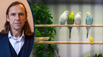 Burfåglar måste ha sällskap. Foto: Nora Lorek/TT