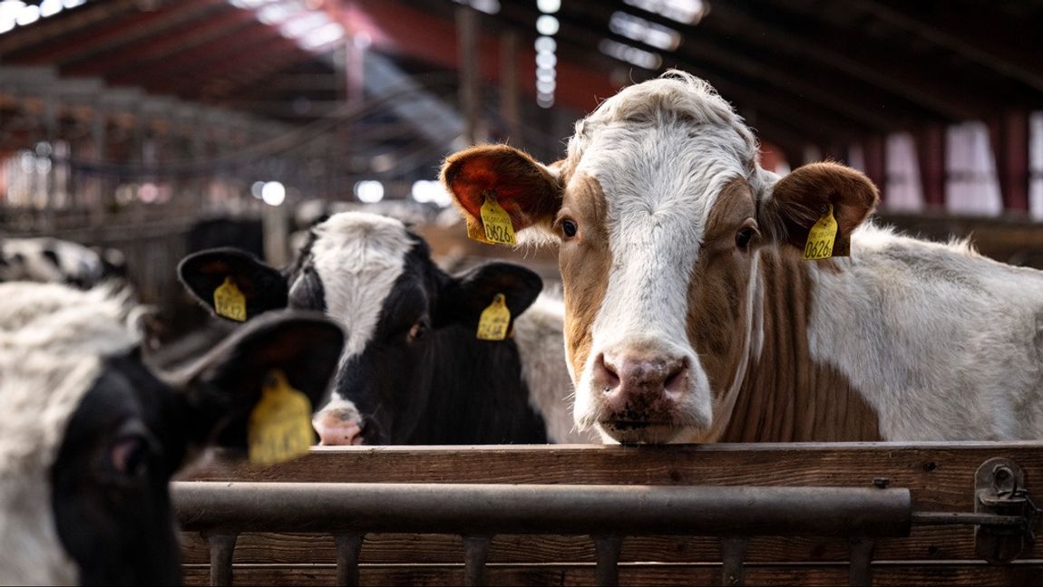 Lycksele kommun har köpt in tio kor av lokala bönder. Köttet ska senare användas i skolkök och äldreomsorgen. Arkivbild. Foto: JOHAN NILSSON/TT