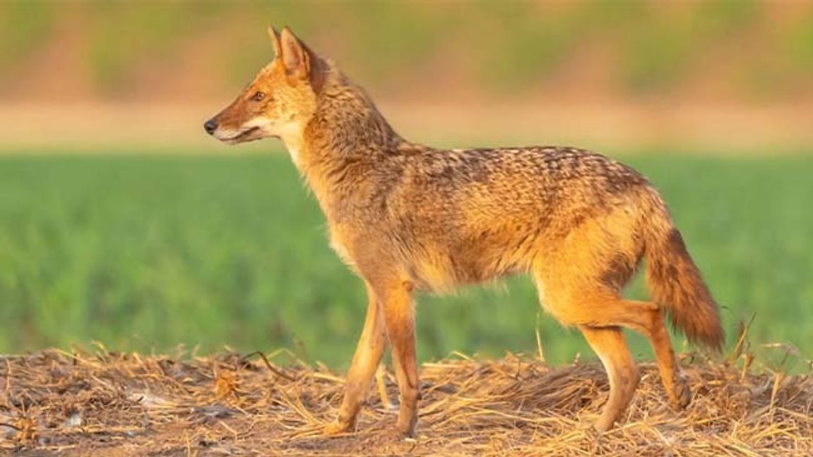 Guldschakal (Canis aureus). Detta exemplar är fotograferat i Israel. Foto: Photostock-Israel/Science Photo/TT