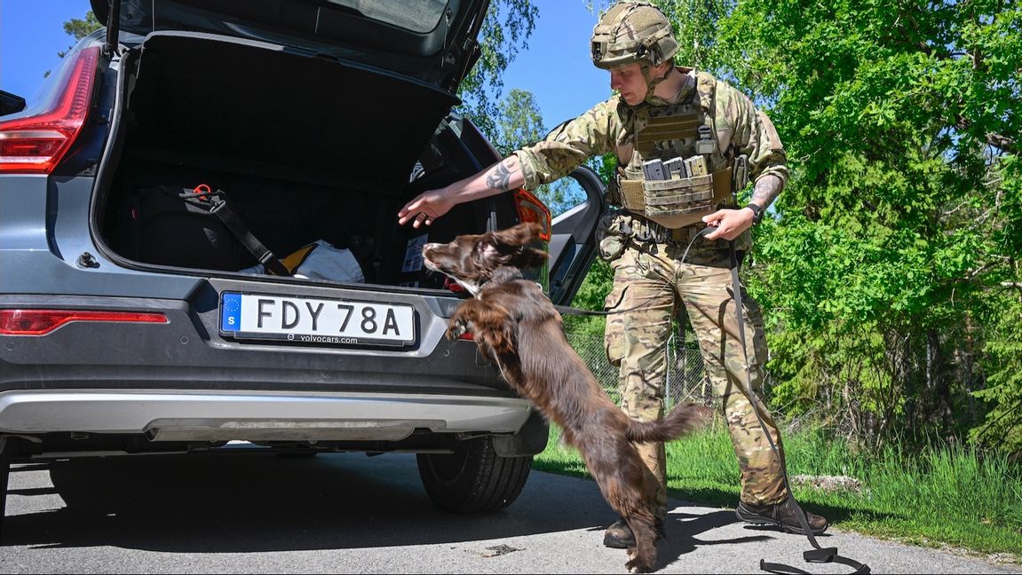 Försvarets hundenhet övar. Försvarsmakten äger enligt svensk lag rätt att rekvirera din bil och din hund Foto: Anders Wiklund/TT