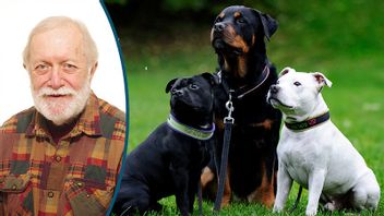 Vem borde vifta på vad i Natofrågan? Foto: Annika af Klercker/TT/