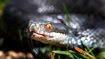 Huggormar kommer ut i vårvärmen. Foto: Cornelius Poppe/TT