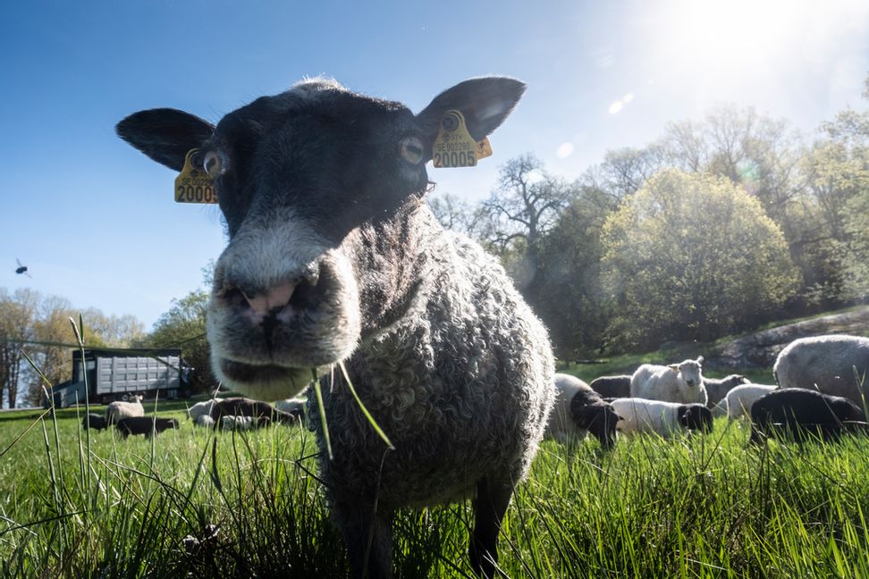 En man åtalas misstänkt för att ha plågat får. Arkivbild. Magnus Hjalmarson Neideman/SVD/TT