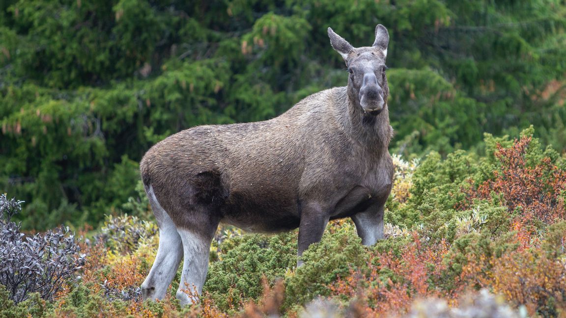 Tre älgar i Arjeplog och en i Robertsfors har hittills drabbats av avmagringssjukan, CWD. Arkivbild, Paul Kleiven/NTB scanpix/TT