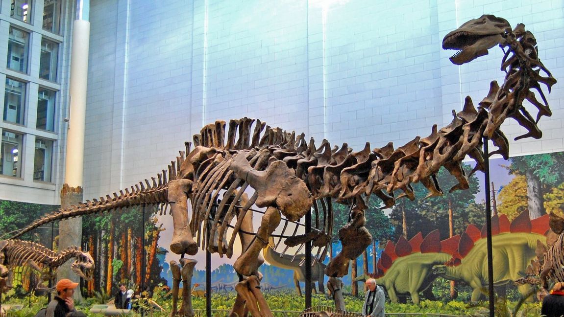 Sauropoden ”Apatosaurus louisae”. Foto: Tadek Kurpaski, CC BY 2.0/Wikimedia Commons