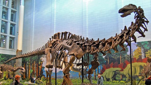 Sauropoden ”Apatosaurus louisae”. Foto: Tadek Kurpaski, CC BY 2.0/Wikimedia Commons