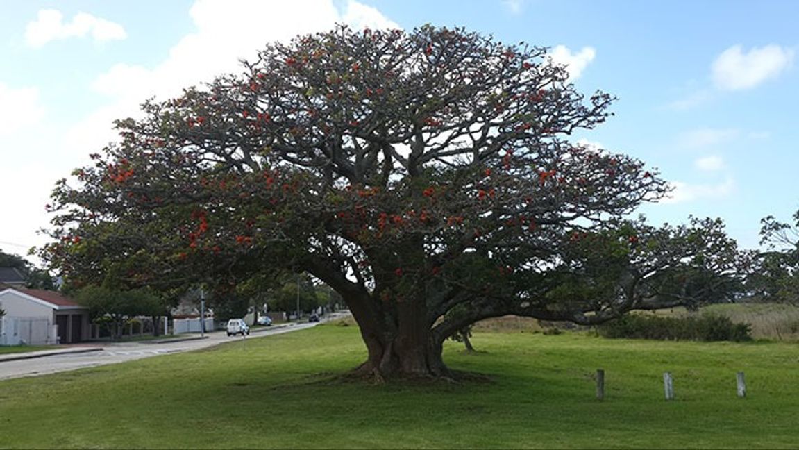 Erythrina caffra. Bild: Andrew Higgs/CC BY-SA 4.0