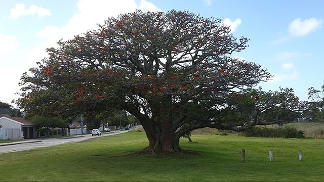 Erythrina caffra. Bild: Andrew Higgs/CC BY-SA 4.0