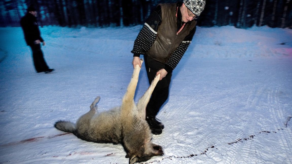 Vargen har skapat sådant obehag att länsstyrelsen beviljar tillstånd för att skjuta den. Foto: Lars Pehrson / SvD / TT 