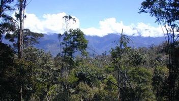 Skogen på Västpapua är en värdefull resurs. Foto: Free West Papua