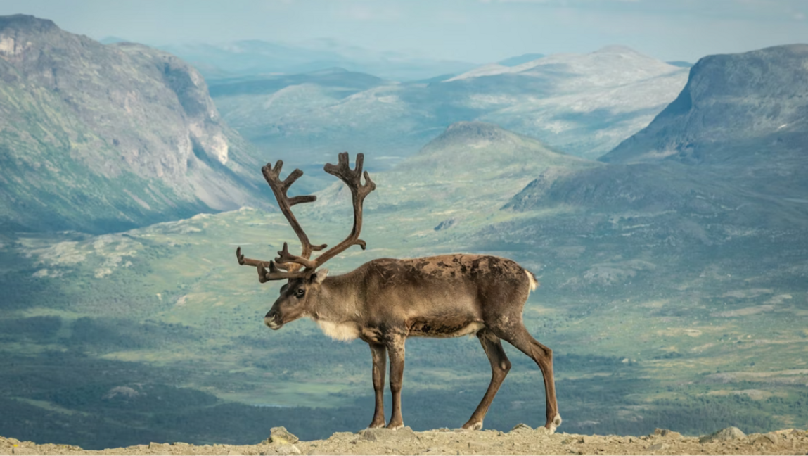 40 procent av Sveriges yta ockuperad av 5 000 renägare. Foto: Sébastien Goldberg, Unsplash