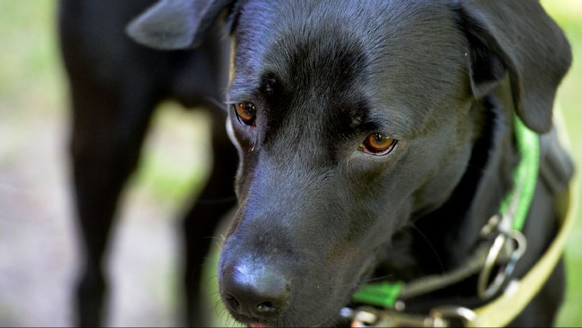 Genrebild. Hunden på bilden är inte hunden i artikeln. Foto: Janerik Henriksson/TT