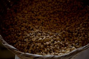 Kaffebönor som har skördats i Ciudad Vieja, Guatemala. Arkivbild. Foto: Moises Castillo/AP/TT