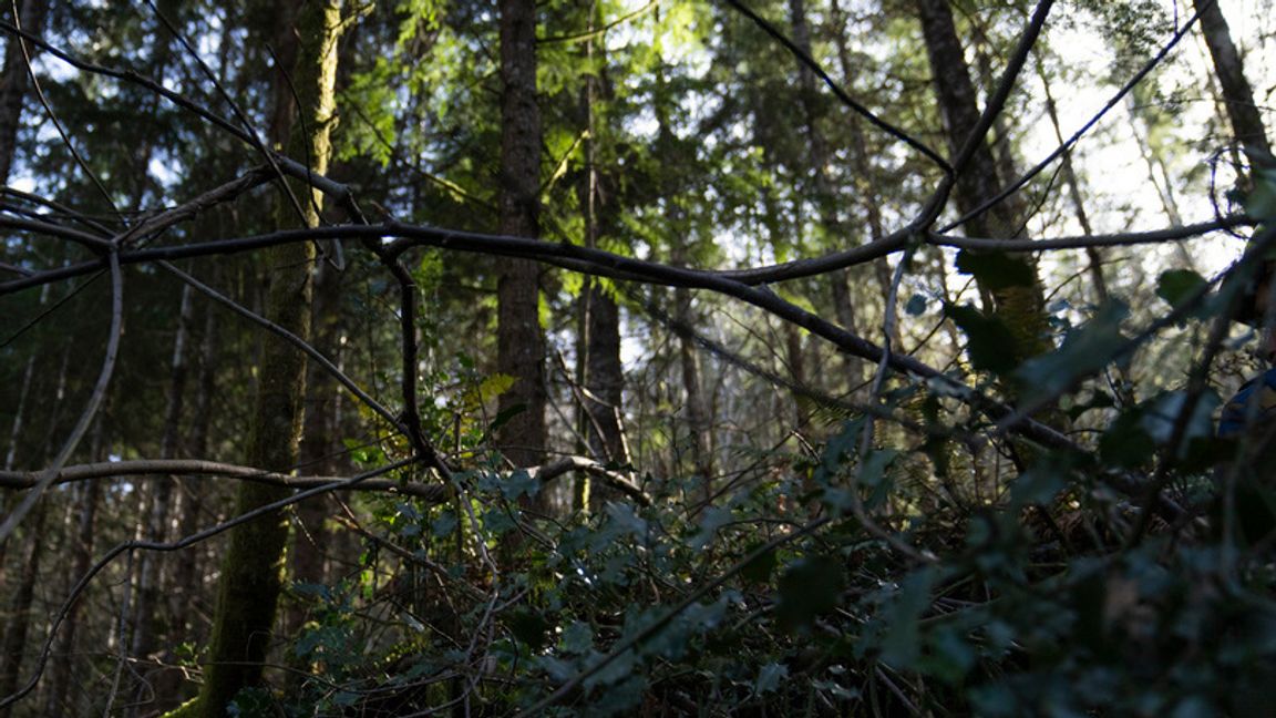 Två män har hittats döda i en skog i delstaten Washington. Arkivbild. Jenny Kane/AP/TT