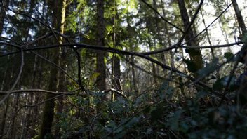 Två män har hittats döda i en skog i delstaten Washington. Arkivbild. Jenny Kane/AP/TT