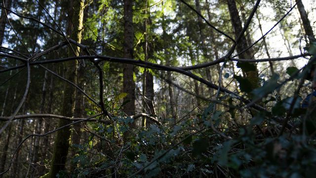 Två män har hittats döda i en skog i delstaten Washington. Arkivbild. Jenny Kane/AP/TT