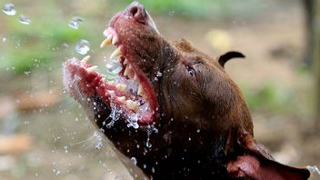 Hunden på bilden har inget med artikeln att göra. Arkivbild. Foto: Bullit Marquez/AP/TT