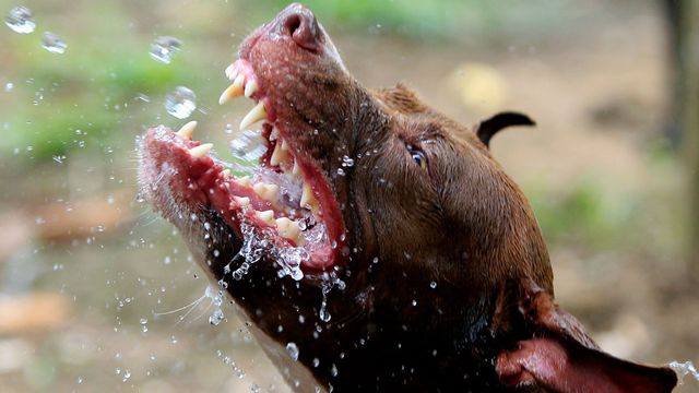 Hunden på bilden har inget med artikeln att göra. Arkivbild. Foto: Bullit Marquez/AP/TT