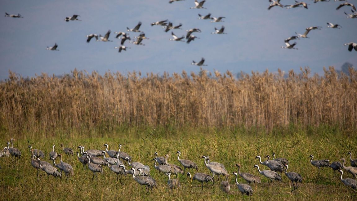 Tranor på väg från Afrika till bland annat Lappland mellanlandar gärna i den vassrika Hulesjön i norra Israel. Tranorna har det fågelperspektiv människor skulle behöva Foto: Ariel Schalit/AP/TT