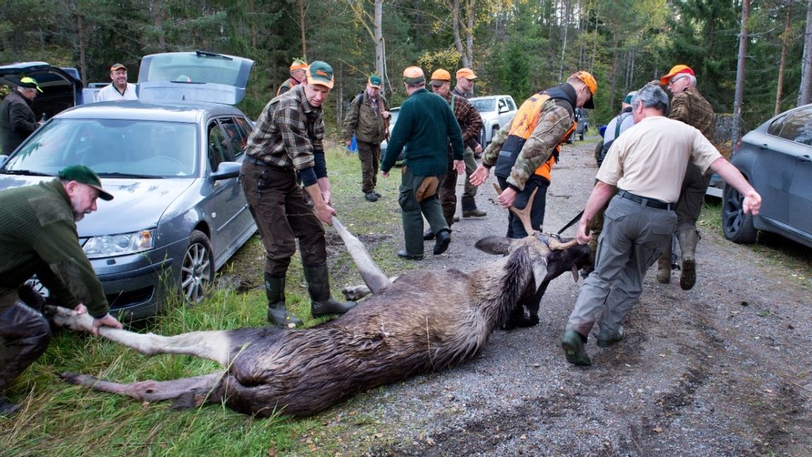 Älgjakt i Mariefredsskogarna. Foto: Lars Pehrson/ SvD