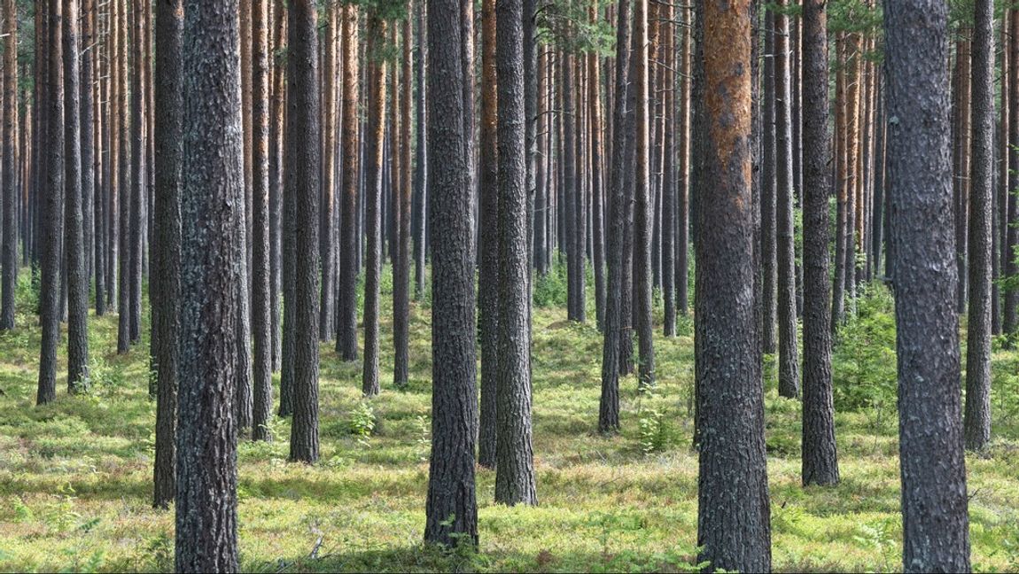 Tallskog utgör nu över 80 procent av de granskade ytorna. Foto: Fredrik Sandberg/TT 