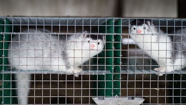 Coronaviruset tog sig in på flera svenska minkfarmar i höstas. Nu kan ett vaccin vara på väg. Foto: Patric Söderström / TT