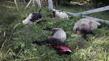 Varg river ofta fler djur än den äter. Foto: Poppe, Cornelius/TT
