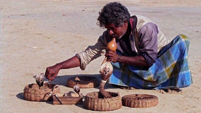 Ormtjusaruppvisningar är ett vanligt turistnöje i bland annat Nordafrika och Indien. Foto: Jerzy Strzelecki (CC BY 3.0)