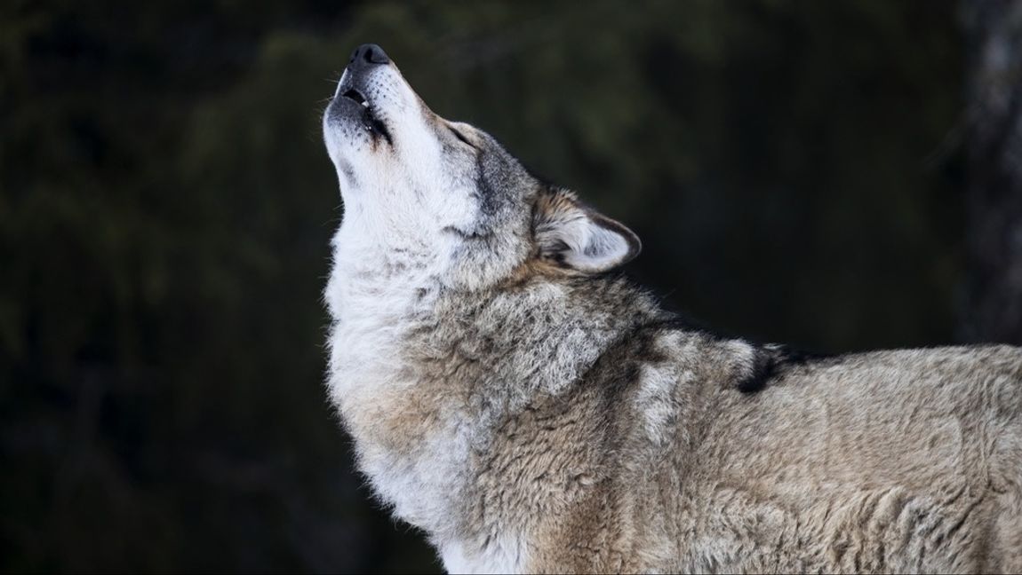 Licensjakten pågår som längst till 15 februari. Arkivbild. Foto: HEIKO JUNGE/NTB/TT