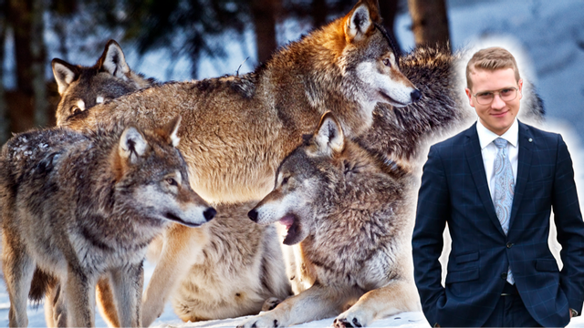Ingen vargjakt i år – åtminstone inte för människor. Foto: Yvonne Åsell / SvD / TT