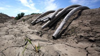 Drought at a farm in California, May 2015. Can economic theory help us avoid similar scenes in the future? Photo: Rich Pedroncelli/AP/TT