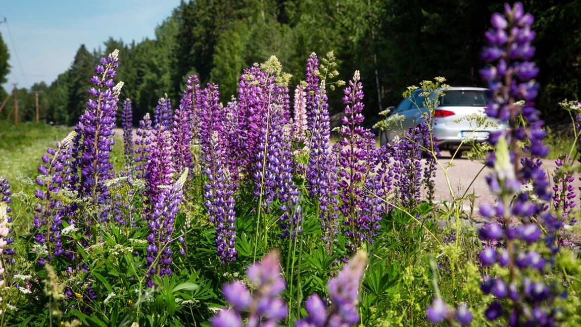 Lupiner är en vanlig blomma i vägrenen, men nu ska den bort. Foto: Helena Landstedt/TT