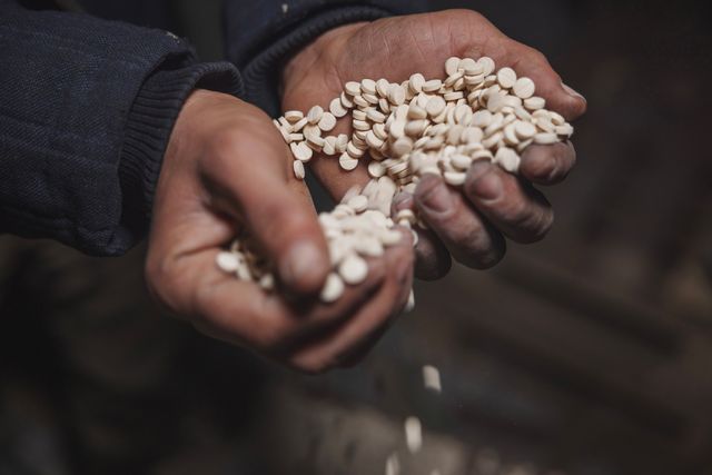 Den förbjudna drogen captagon är mycket populär i Mellanöstern. Bild från tidigare i december. Linus Sundahl-Djerf/SVD/TT