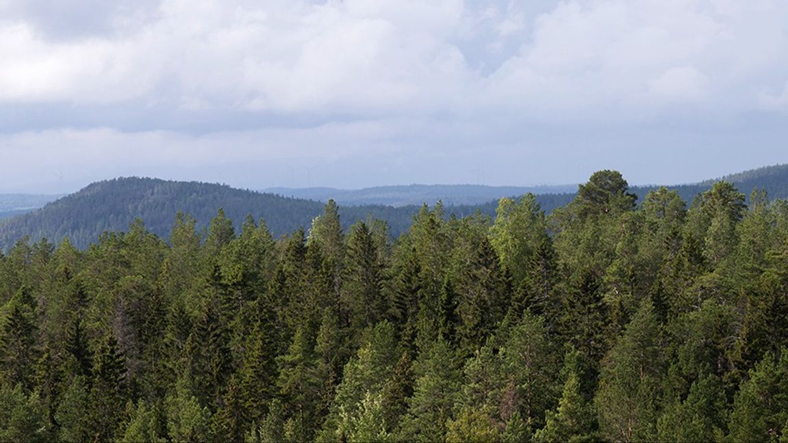 Foto: Fredrik Sandberg/TT