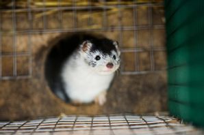 Tidöpartierna vill förbjuda minkuppfödning. Arkivbild. Patric Söderström / TT