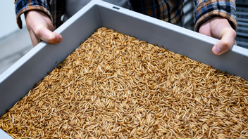 – Det är supergott och perfekt att ta en näve innan lunch, säger Nils Österström, vd på mjölmaskfabriken Tebrito i Orsa. Foto Ulf Palm / TT 