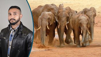 Släpps det in för många elefanter i public services finrum om porslinsbutiker? Foto: Timmy Augustsson / Byrdyak (CC BY-SA 4.0)