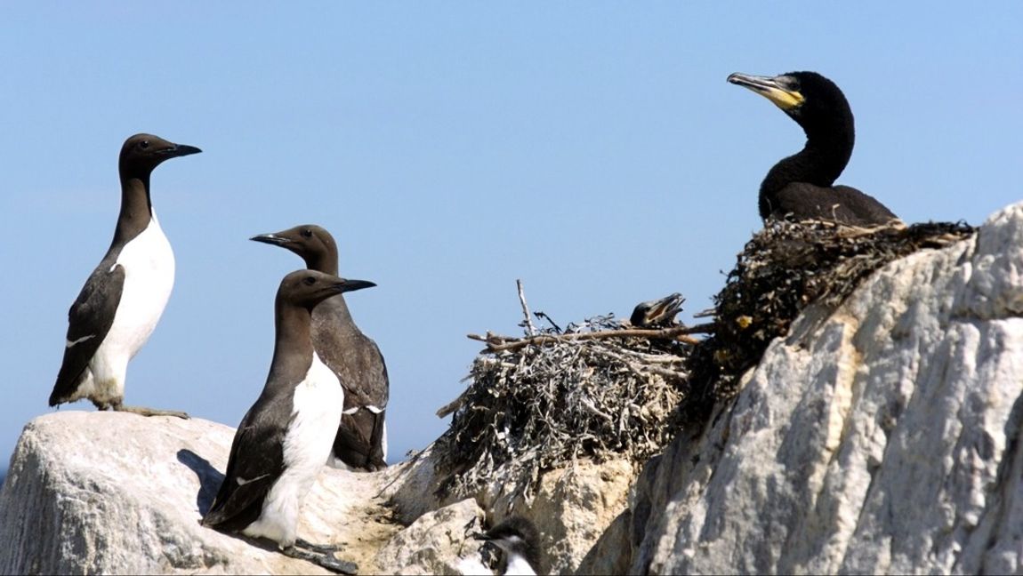Sillgrisslehonorna lägger äggen på smala klippkanter 40 meter över havet. Arkivbild. Foto: LARS PEHRSON/SVD/TT