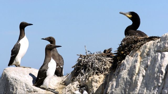 Sillgrisslehonorna lägger äggen på smala klippkanter 40 meter över havet. Arkivbild. Foto: LARS PEHRSON/SVD/TT