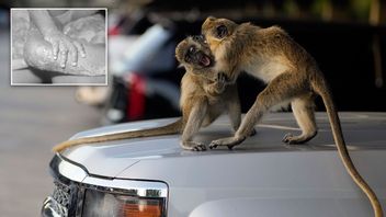 Infällda bilden visar hur apkoppor ser ut. Foto: Rebecca Blackwell/AP/TT och Public Health Image Library/Wikimedia Commons